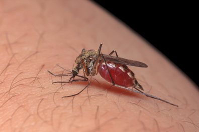 Vivre à deux - le parasitisme - 8mn 02s